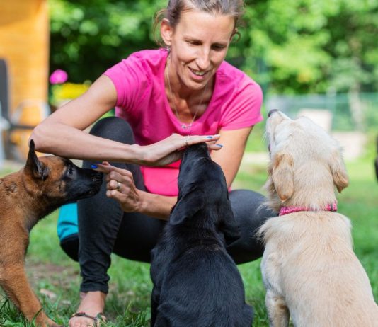 חינוך כלבים
